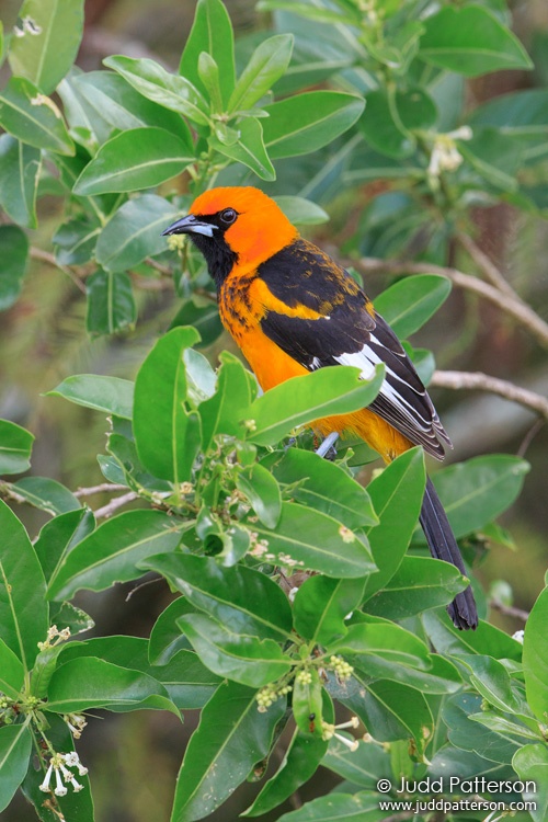 Spot-breasted Oriole, Broward County, Florida, United States