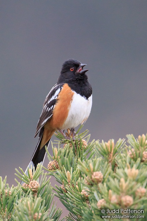 Spotted Towhee, Garden of the Gods, Colorado, United States