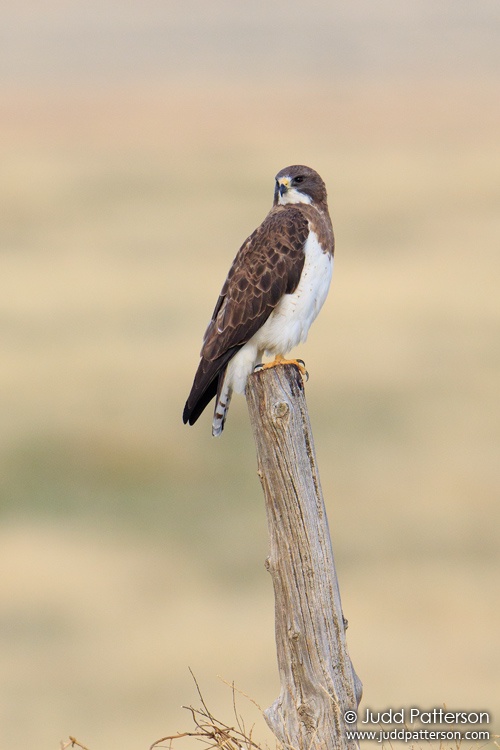 Swainson's Hawk, Lincoln County, Colorado, United States
