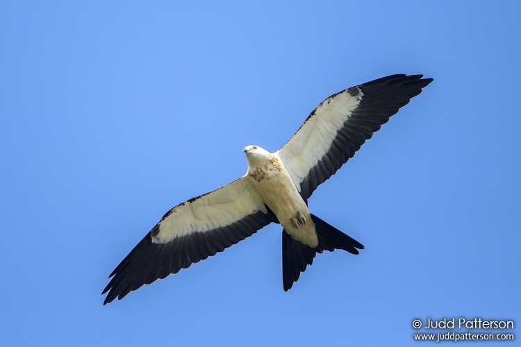 Swallow-tailed Kite, Broward county, Florida, United States