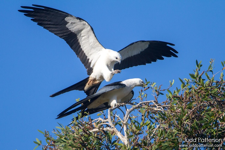 Swallow-tailed Kite, Davie, Florida, United States