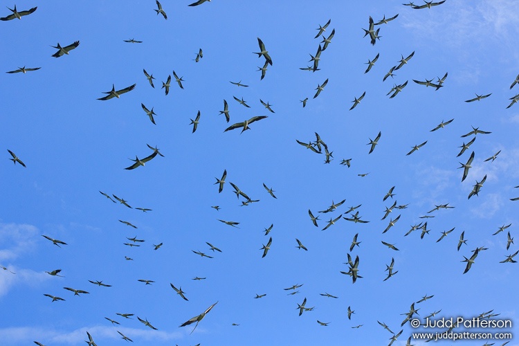 Swallow-tailed Kite, Volusia County, Florida, United States