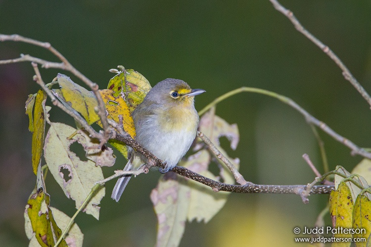 Thick-billed Vireo, Bill Baggs Cape Florida State Park, Miami-Dade County, Florida, United States