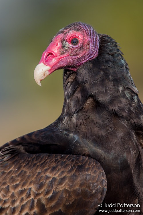 Turkey Vulture, Everglades National Park, Florida, United States