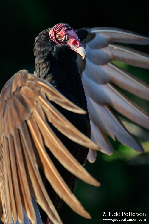 Turkey Vulture, Everglades National Park, Miami-Dade County, Florida, United States