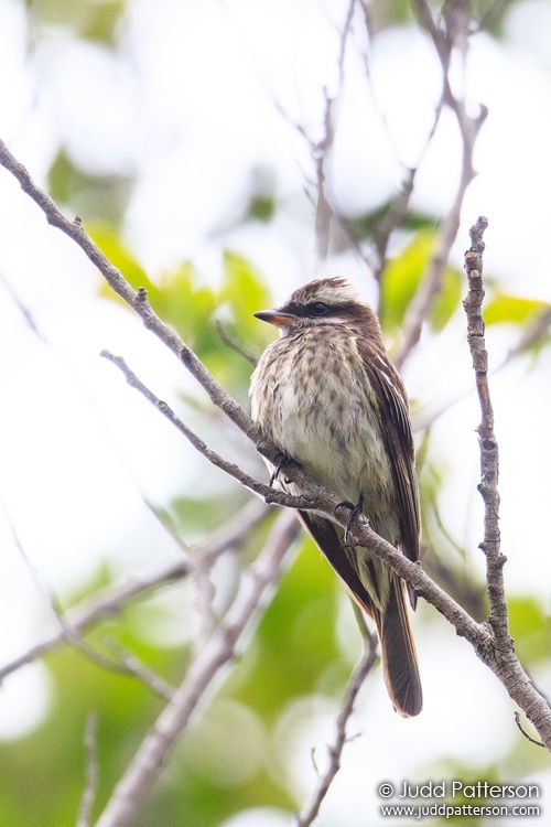 Variegated Flycatcher, Evergreen Cemetary, Broward County, Florida, United States