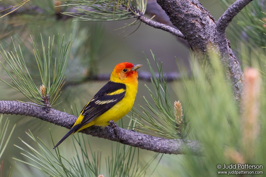 , Larimer County, Colorado, United States