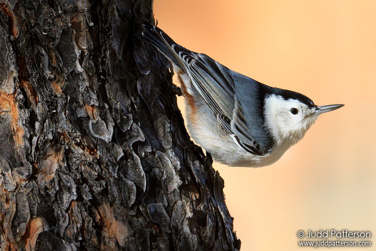 White-breasted Nuthatch, Rocky Mountain National Park, Larimer County, Colorado, United States