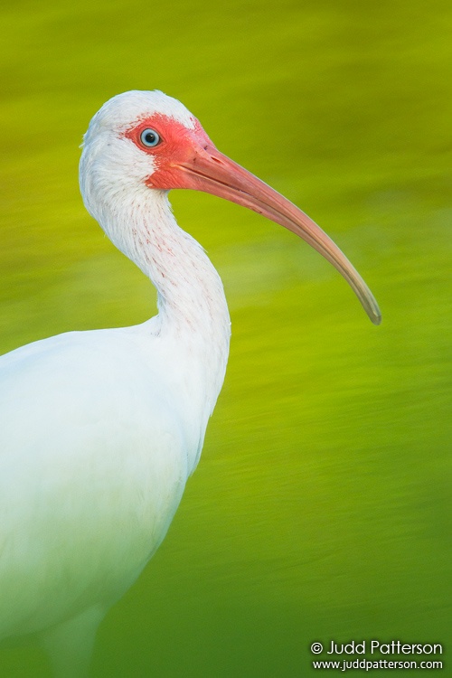 White Ibis, Everglades National Park, Monroe County, Florida, United States