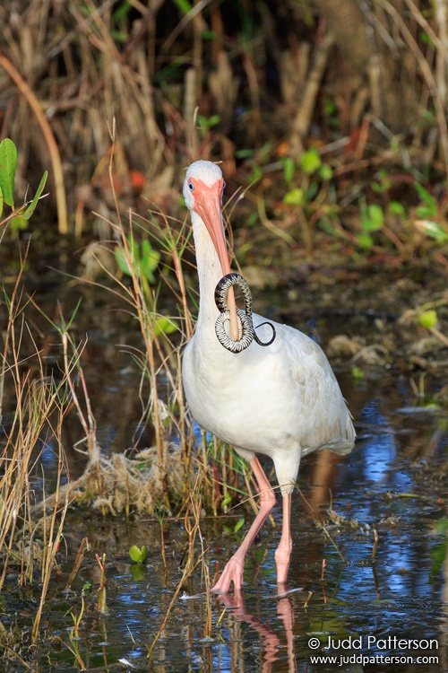 White Ibis, Merritt Island National Wildlife Refuge, Monroe County, Florida, United States