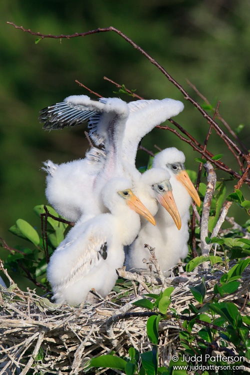 Wood Stork, Wakodahatchee Wetlands, Palm Beach County, Florida, United States
