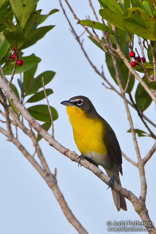Yellow-breasted Chat, The Annex, Florida, United States