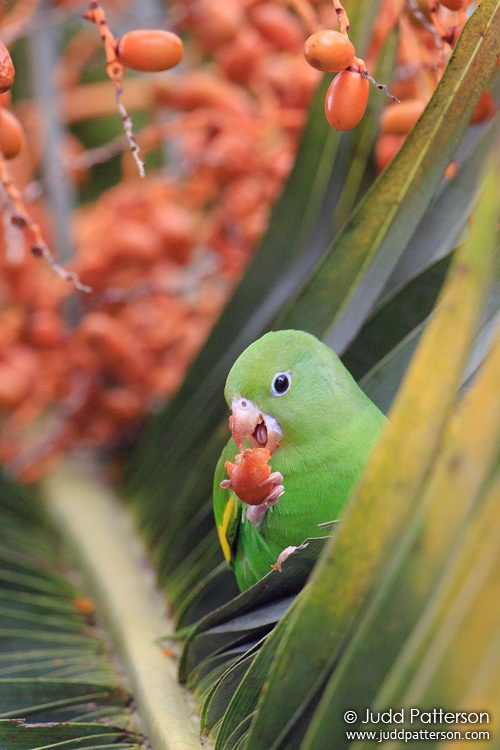Yellow-chevroned Parakeet, Miami-Dade County, Florida, United States