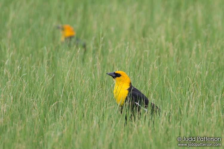 Yellow-headed Blackbird, Quivira National Wildlife Refuge, Kansas, United States