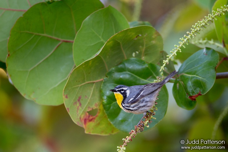 Yellow-throated Warbler, Dry Tortugas National Park, Florida, United States