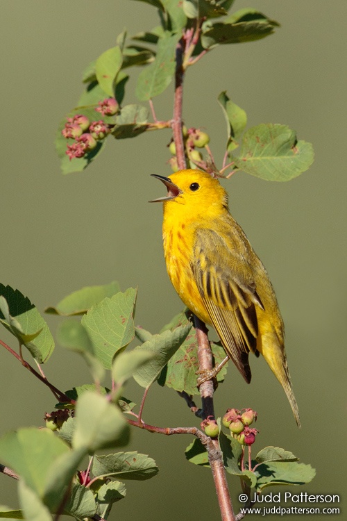 Yellow Warbler, Yampa River Core Trail, Steamboat Springs, Colorado, United States