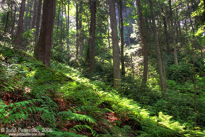 Albright Grove, Great Smoky Mountains National Park, Tennessee, United States