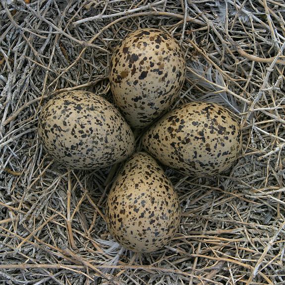 American Avocet nest and eggs, Farmington Bay WMA, Utah, United States