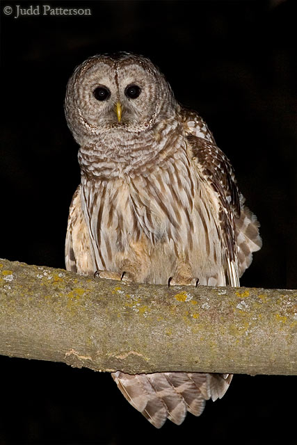 Barred Owl, Manhattan, Kansas, United States