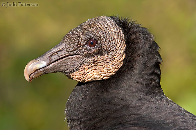 Black Vulture, Everglades National Park, Florida, United States