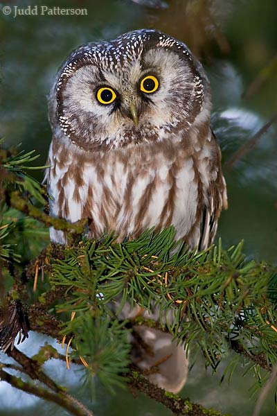 Boreal Owl, Rocky Mountain National Park, Colorado, United States
