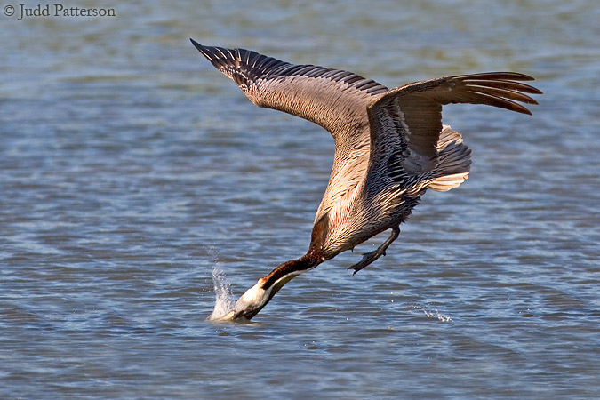 Brown Pelican, Little Estero Lagoon, Ft. Myers Beach, Florida, United States