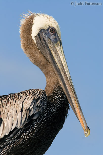 Brown Pelican, Fort De Soto Park, Florida, United States