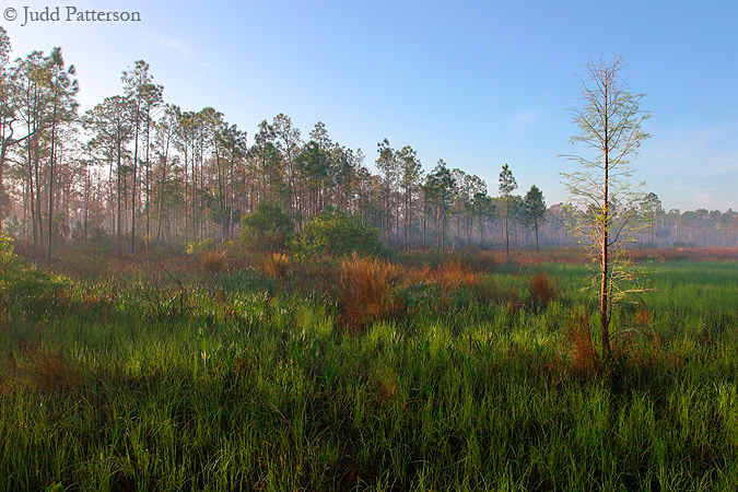 Morning View, Audubon Corkscrew Swamp Sanctuary, Florida, United States