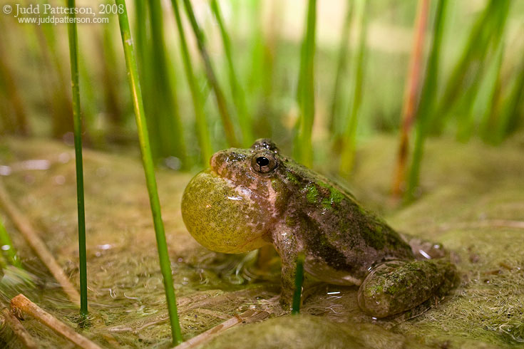 Blanchard's Cricket Frog, Konza Prairie, Kansas, United States