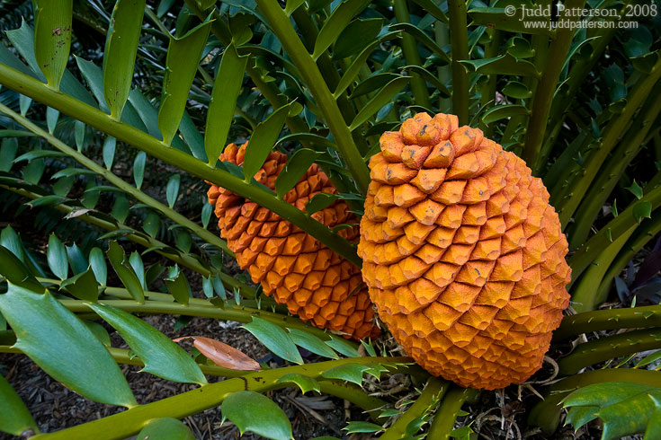 Cycad Cones, Fairchild Tropical Botanic Garden, Miami, Florida, United States