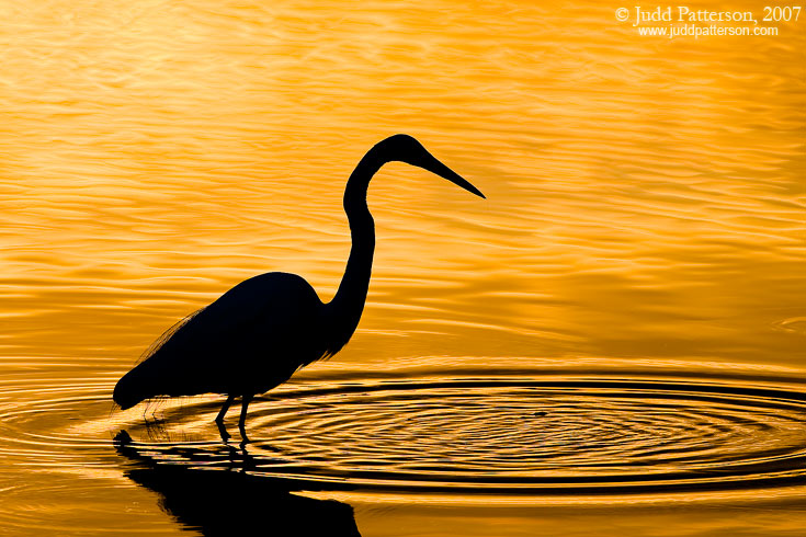 Sunrise Egret, Green Cay Wetlands, Florida, United States