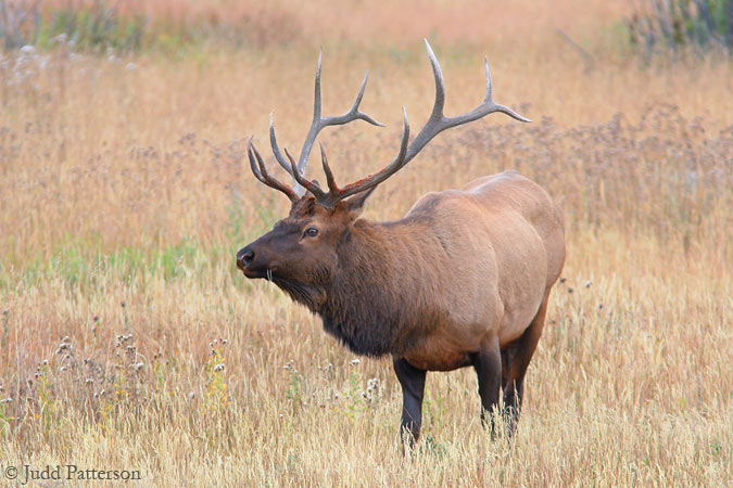 Rocky Mountain Elk, Rocky Mountain National Park, Colorado, United States