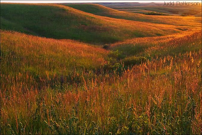 Golden grass, Konza Prairie, Kansas, United States
