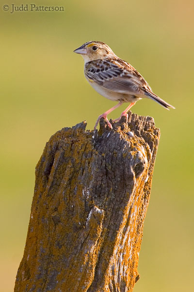 Grasshopper Sparrow, Saline County, Kansas, United States