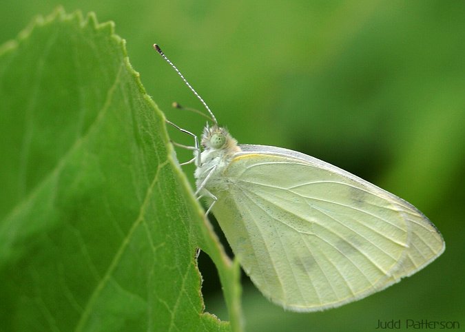 Cabbage White Butterfly, K-State University Garden, Kansas, United States