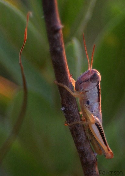 Grasshopper, Konza Prairie, Kansas, United States