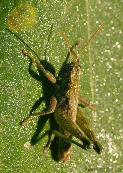 Nearly Frozen Grasshopper, Konza Prairie, Kansas, United States