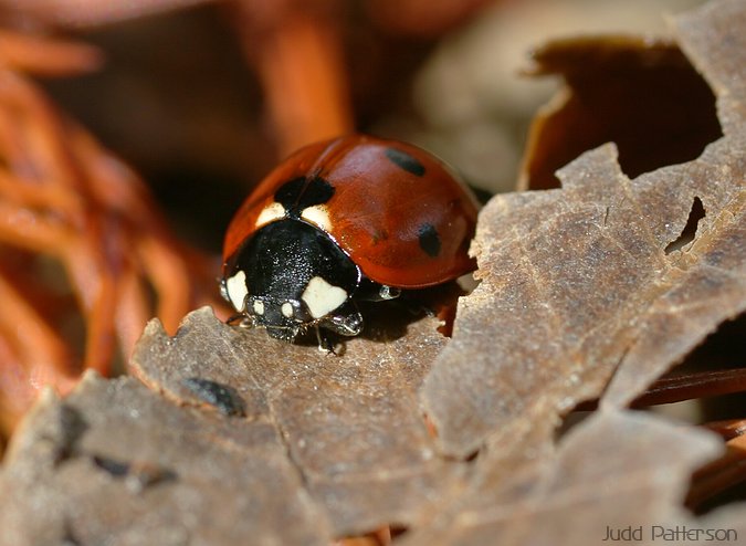 Ladybug, Manhattan, Kansas, United States