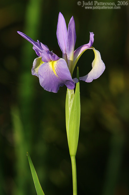 Blue Flag Iris, Audubon Corkscrew Swamp, Florida, United States