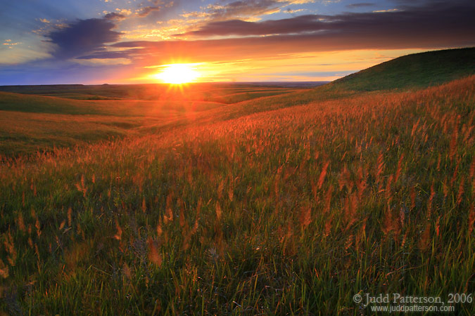 Glowing Grass, Konza Prairie, Kansas, United States
