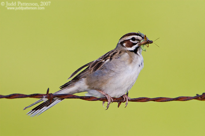 Lark Sparrow, Pottawatomie County, Kansas, United States