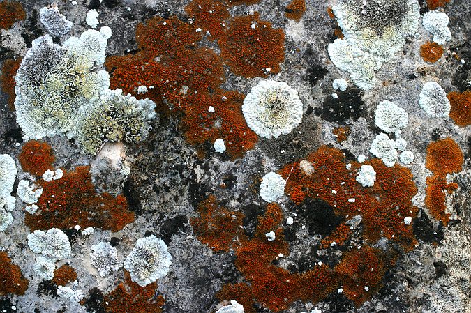 Colorful Prairie Lichen, Konza Prairie, Kansas, United States