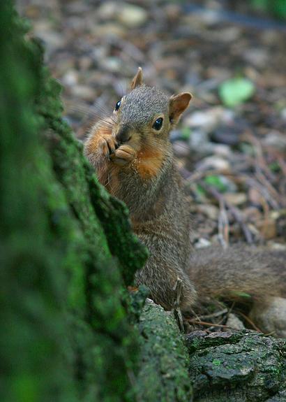 Eastern Fox Squirrel, Saline County, Kansas, United States