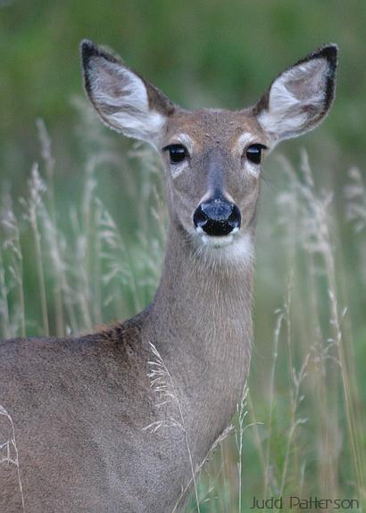 White-tailed Deer, Konza Prairie, Kansas, United States