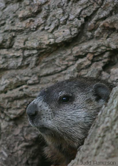 Woodchuck (Groundhog), Tuttle Creek State Park, Kansas, United States