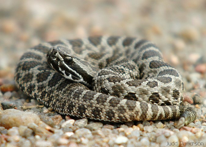 Massasauga Rattlesnake, Cheyenne Bottoms, Kansas, United States