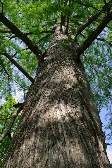 Cypress Tree on K-State Campus, Manhattan, Kansas, United States