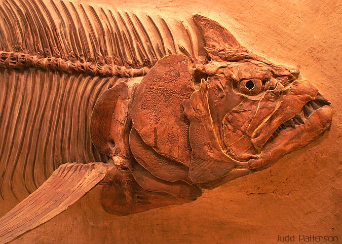 Fish Fossil at KU Museum of Natural History, Lawrence, Kansas, United States