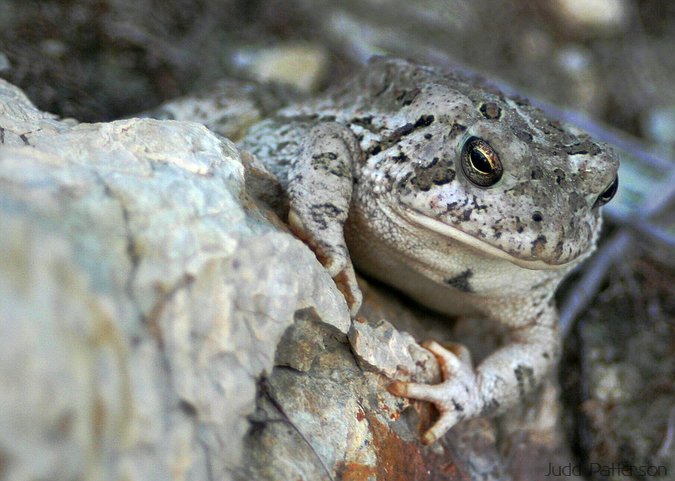 Woodhouse's Toad, Tuttle Creek State Park, Kansas, United States