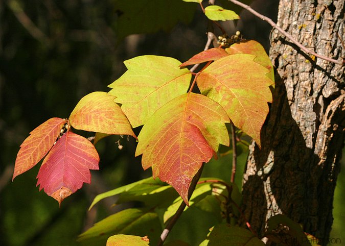Poison Ivy, Lakewood Park, Kansas, United States